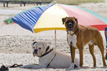 dogs on beach