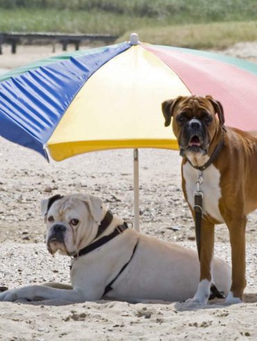 dogs on beach