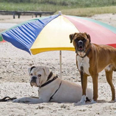 dogs on beach