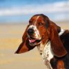 hound dog at the beach