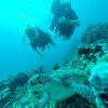 Two scuba divers and a turtle in Lombok, Indonesia