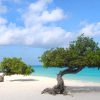 Aruba Eagle Beach Divi Divi Trees
